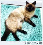 Сиамский кот