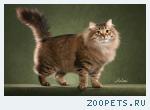 Кот обычный 