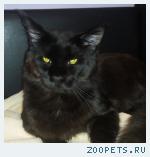 Потерялся большой чёрный кот