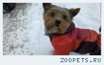 Собака