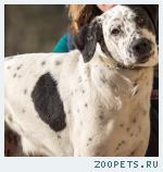 далматинец Чеддер