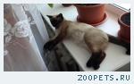 Кот, тайский