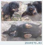 Найдена собака