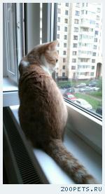 Кот, домашний