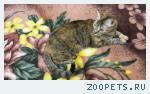 Кошка