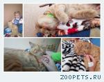 Кот, полуперсидской породы