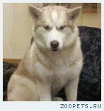 Сибирская хаски