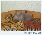 Британский Кот