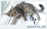 Кошка