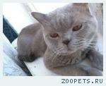 Шотландский кот