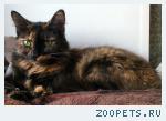 Кошка