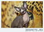 Кот, канадский сфинкс 