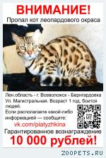 Бенгальский кот