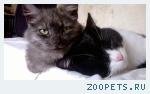 Пропал кот