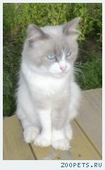 кот Барсик