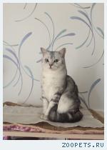 Кошка породы скоттиш страйт