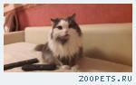 Кот Маркус