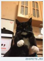 Кошка