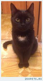 кошечка