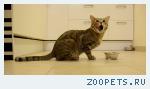 Кот метис