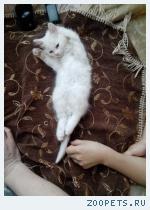 Котенок