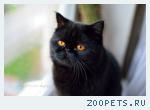 Черный кот