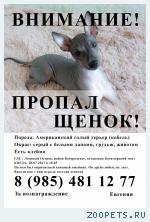 Щенок