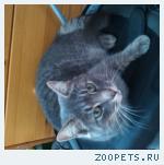 Кот серый