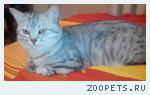 Пропал кот