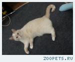 Кот Игорь,5 лет 