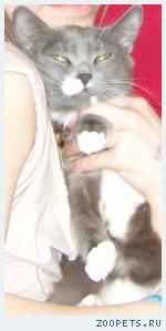 кошка