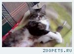 Кошка