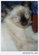 Сиамский кот Бася