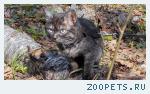 Кот, неизвестной породы
