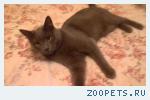 Британский кот