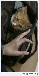 рыжий кот