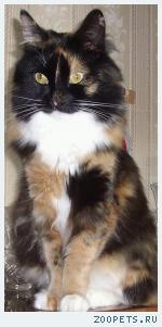 кошка