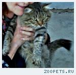 кот, похоже сибирской породы