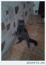 Кот британец