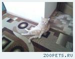Кот британец