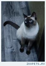Кот тайской породы
