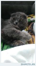 Кошка