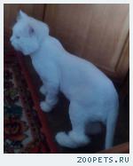 Кот, домашняя кошка