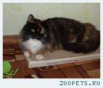 кошка