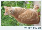 Кот Рыжий