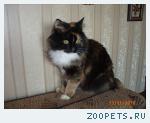 кошка