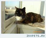 кошка