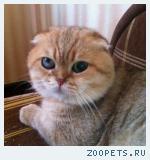 Шотландский Вислоухие Кот Каспер , рыжий , золотая шиншилла