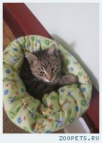 Найден котенок мальчик