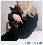 Кошка
